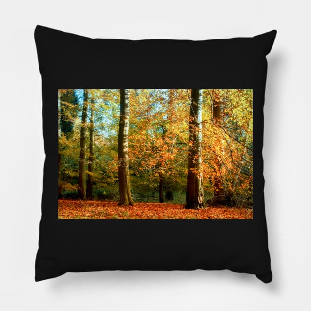 Beech Wood Pillow by heidiannemorris