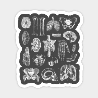 Human Anatomy 2 Magnet