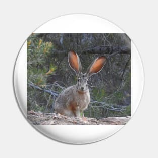 Jackrabbit, rabbit, wildlife, wild animals, Curious Jack Pin