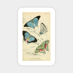 Foreign Butterflies (plate 26) Magnet