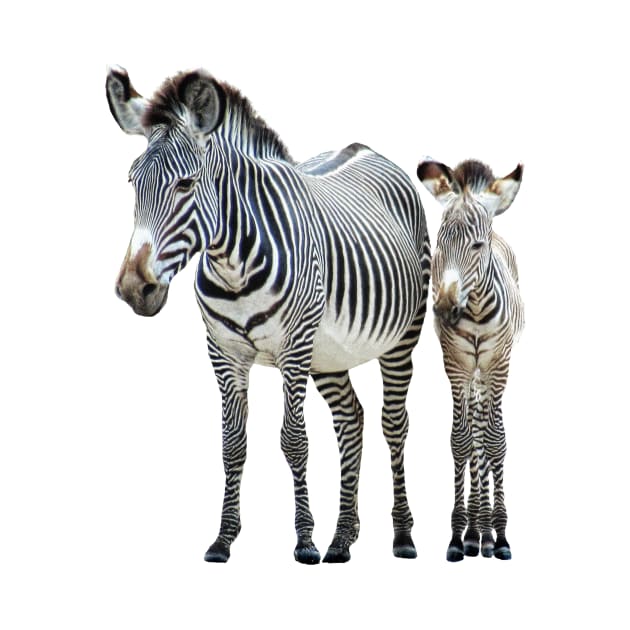 Zebra - Mama with offspring in Kenya / Africa by T-SHIRTS UND MEHR