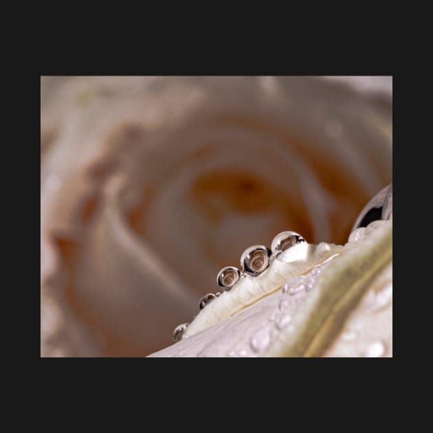 Dew drops on white rose by blossomcophoto