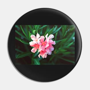 Pink Nerium oleander flower against natural green background Pin