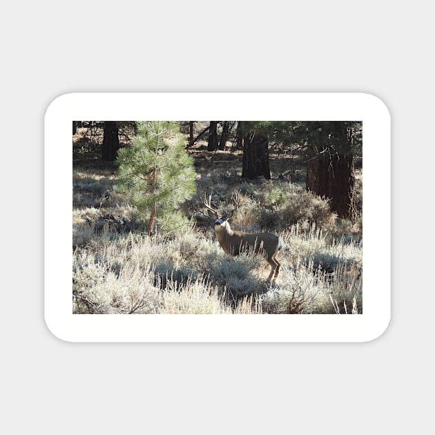 Deer, Wildlife, Mule Deer, Buck, Nature, Gifts Magnet by sandyo2ly