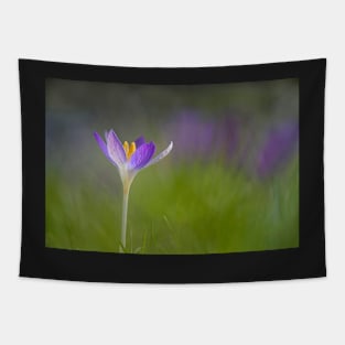 Purple Crocus with a Soft Background Tapestry