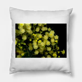 Black Wattle Pillow