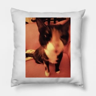 blurry cat Pillow