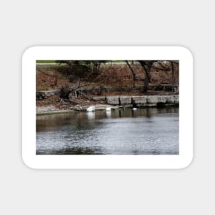 Swans and Snow Goose Magnet