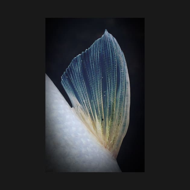 Fish Fin by jonesing