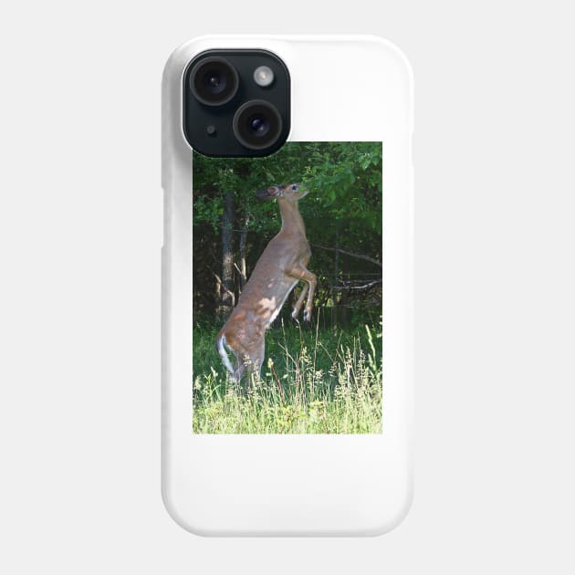 Foraging for food - White-tailed deer Phone Case by Jim Cumming