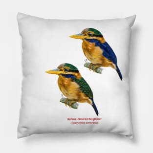 Rufous-collared Kingfisher | Actenoides concretus ⚥ Pillow
