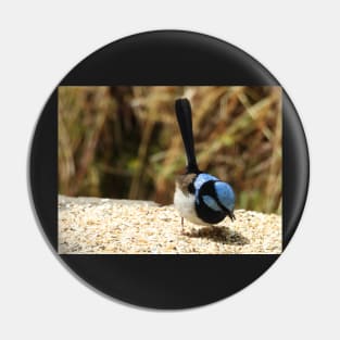 Superb Fairy Wren in Norton Summit Pin