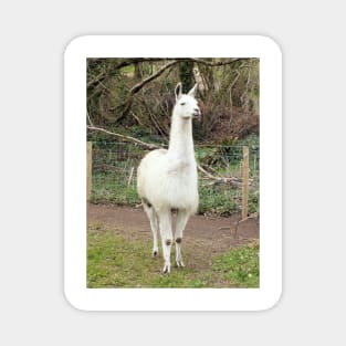 White Llama Magnet