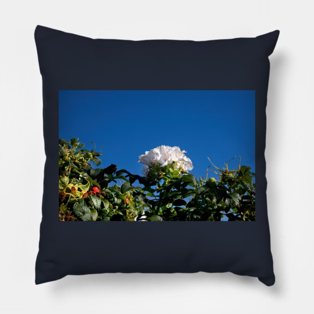 White Dog Rose under a clear blue sky Pillow by Violaman