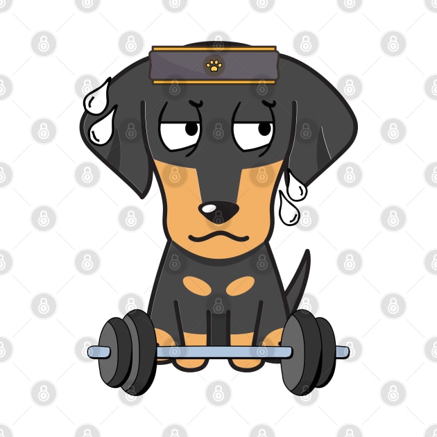 Funny dachshund is exercising by Pet Station