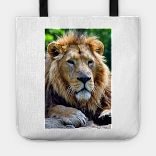 Asiatic Lion Panthera Leo Persica Big Cat Male Tote