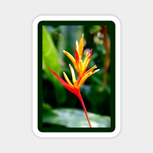 Tropical Flower Magnet