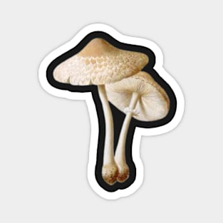 mushroom Magnet