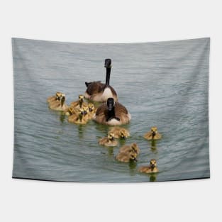 Family of Canada Geese Goslings Swimming Together In A Row Tapestry