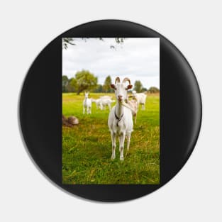 Domestic goats on green pasture Pin