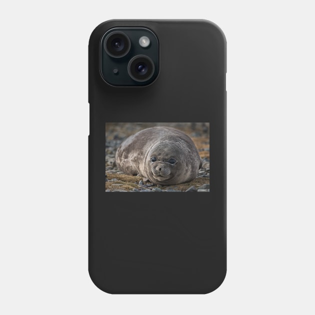 Young Elephant Seal Phone Case by lordveritas