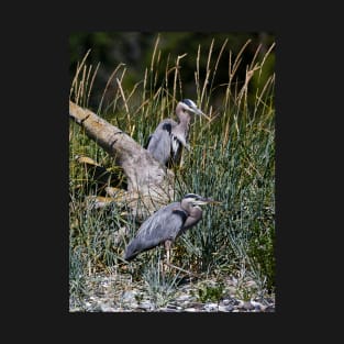 Two Hersons at Rest Among the Grasses T-Shirt