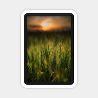 Wheat field at sunset, sun in the frame Magnet