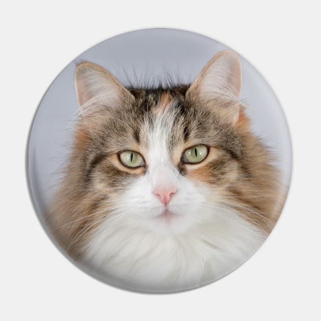 Long Hair tortoiseshell cat Pin by Russell102