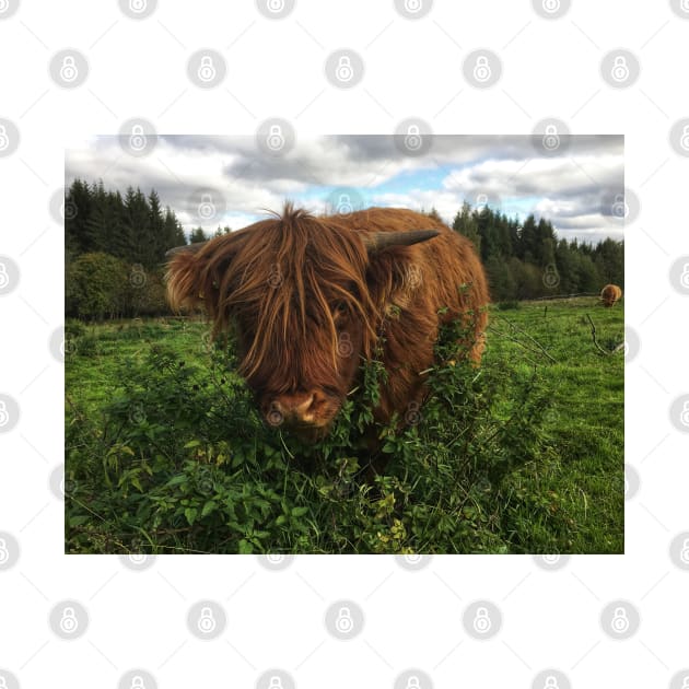 Scottish Highland Cattle Calf 2109 by SaarelaHighland