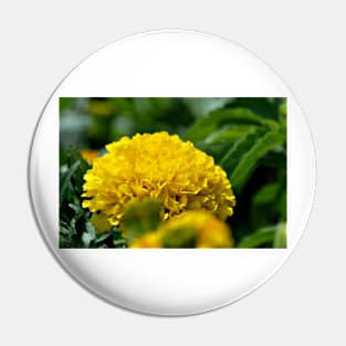 Yellow Marigold Bloom Pin