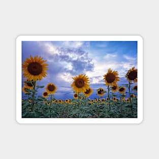 Evening Sunflowers Magnet