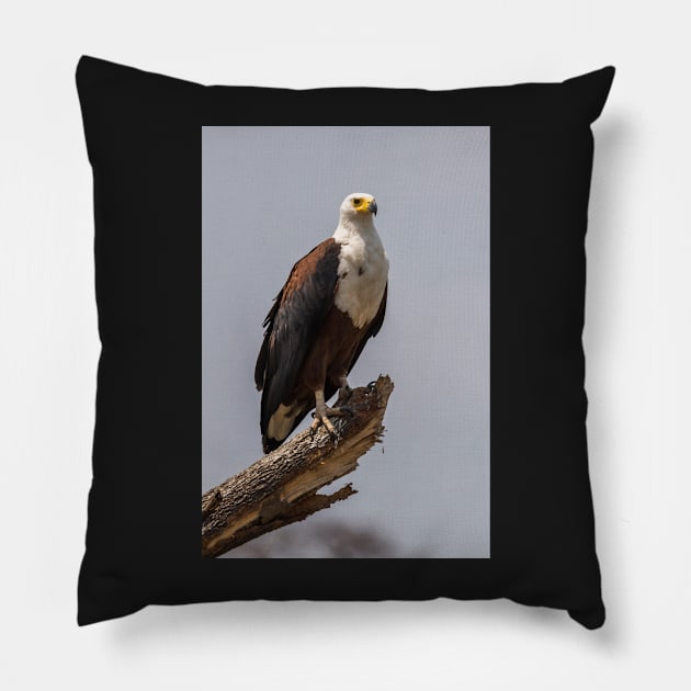 African Fish Eagle Pillow by njones