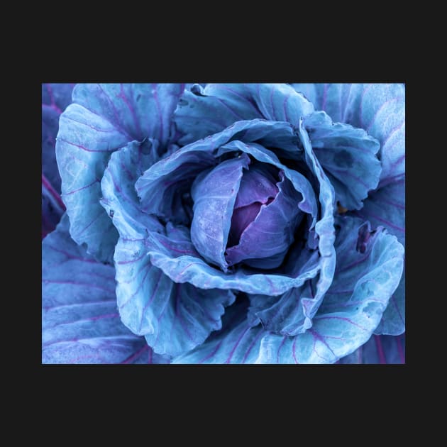 Purple Cabbage by jvnimages