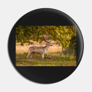 Lone fallow deer in autumn Pin