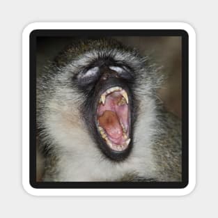 Yawn! Black-faced Vervet Monkey, Kenya. Magnet