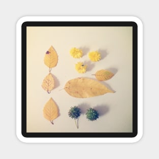 Yellow Autumn Leaves Magnet