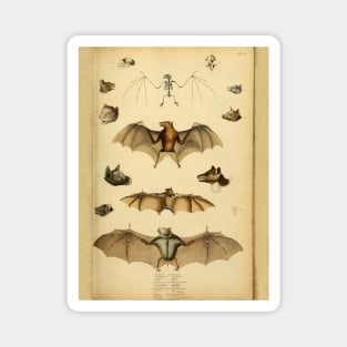 Bat 3 Rousette Vintage Wildlife Illustration Magnet