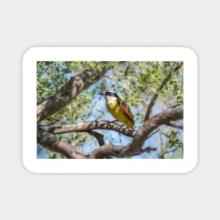 Great Kiskadee in Tree Filtered Light Magnet