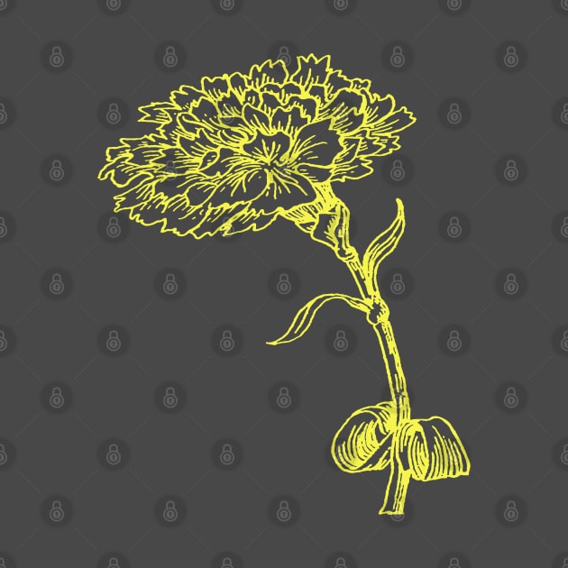 Vintage Carnation Botanical Line Art Illustration Yellow Ink by taiche