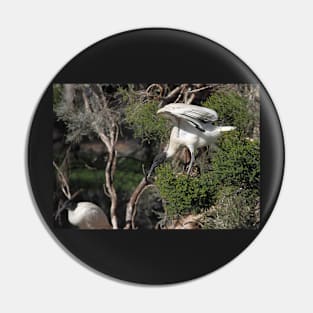 Flight's End: Australian White Ibis, South Australia Pin