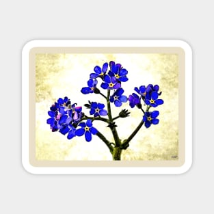 Forget Me Not Magnet