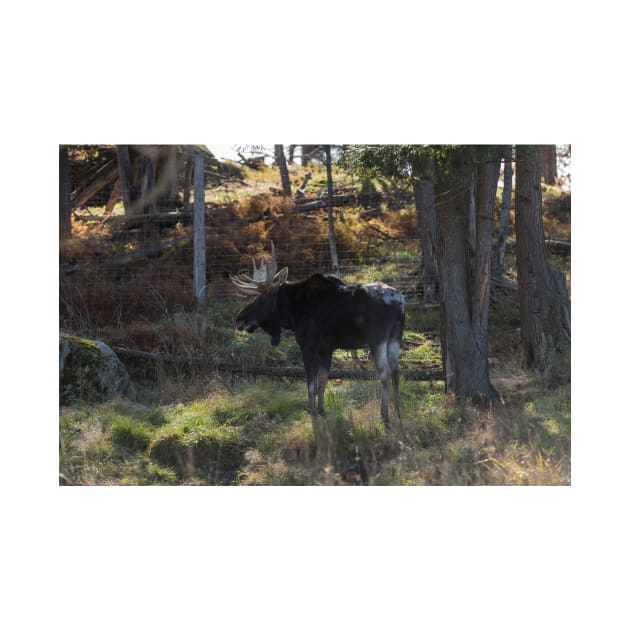 Large Moose in the woods by josefpittner