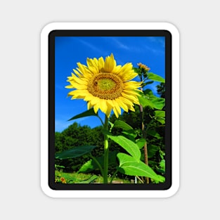 Sunflower and Honeybee Photographic Print Magnet