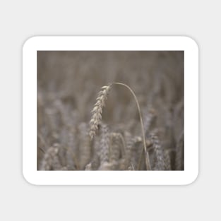 Ripened Barley Magnet