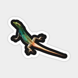 Colourful Lizard | African Wildlife Magnet