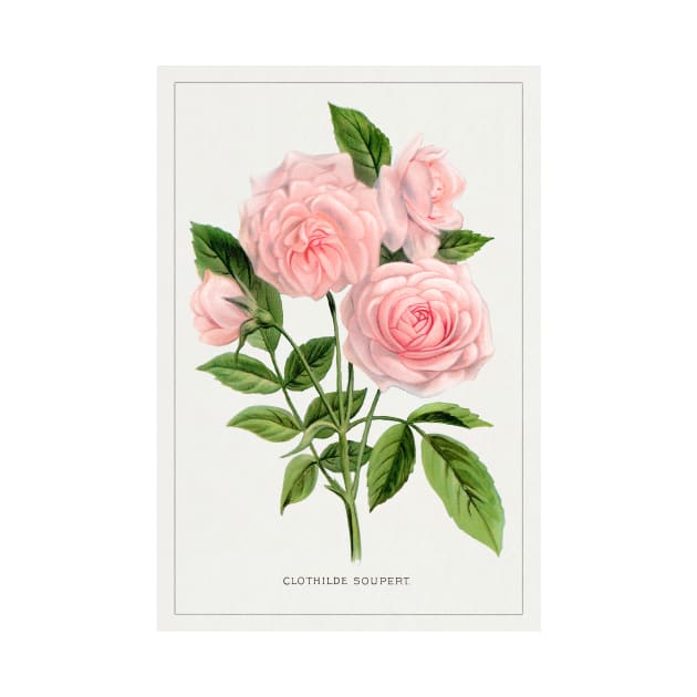 Pink rose, Clothilde Soupert lithograph (1900) by WAITE-SMITH VINTAGE ART