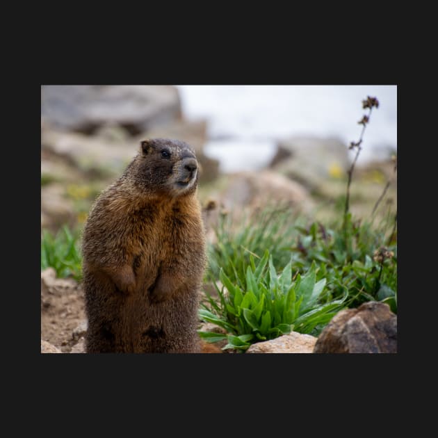 Standing Marmot 3 by photosbyalexis