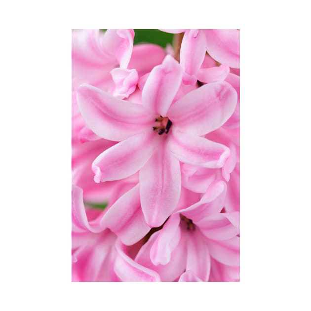 Hyacinthus orientalis  &#39;Pink Surprise&#39;  Hyacinth by chrisburrows