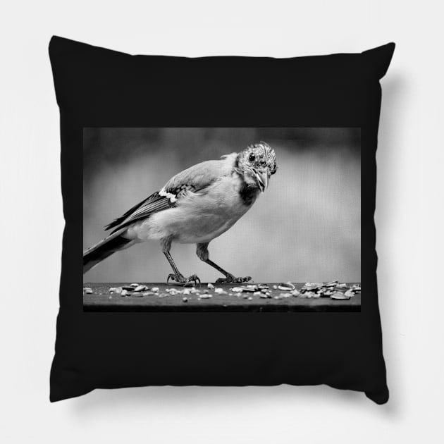 Young bluejay Pillow by LaurieMinor