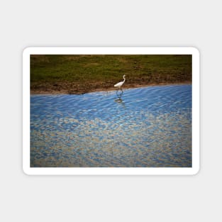 Great White Egret Magnet